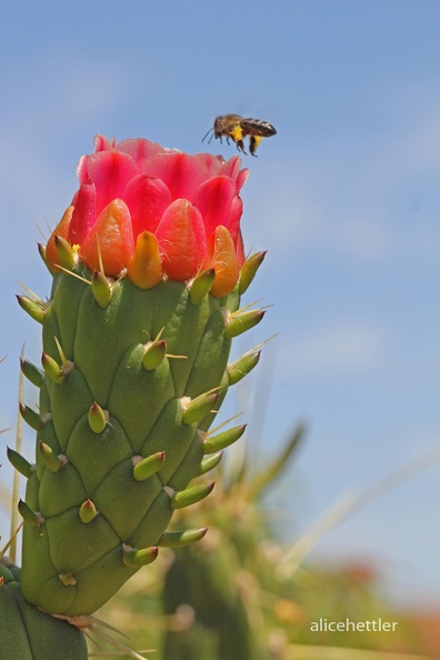 Kaktusfeige _Opuntia ficus-indica_ IV.jpg